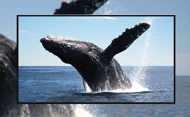 LED显示屏控制系统怎么选 2026十大品牌排行推荐